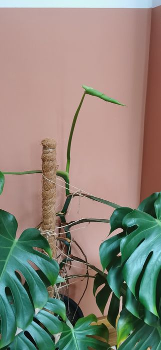 Monstera dziurawa z doniczką wysokość 150cm