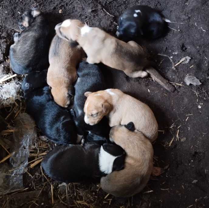 Цуценята безкоштовно