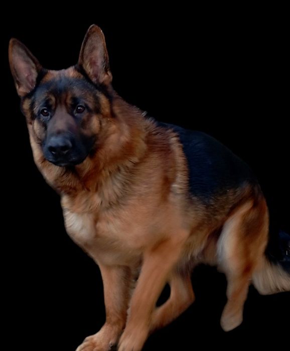 Стандарт и длинники щенки.