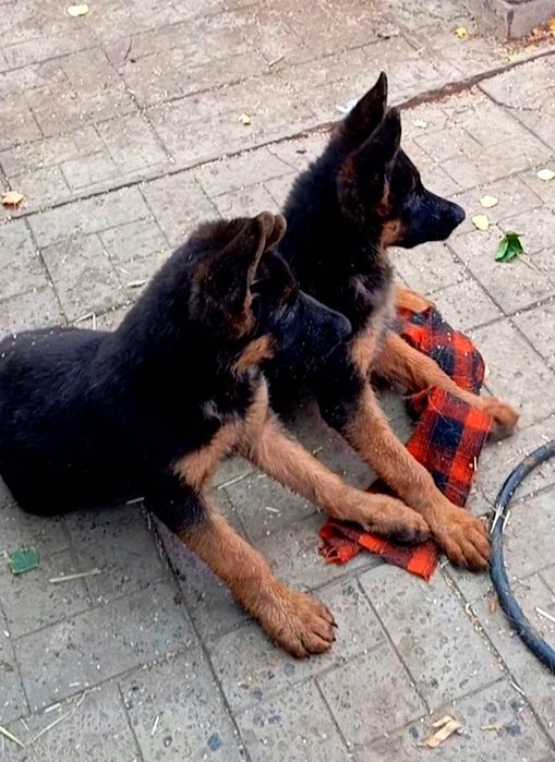 Питомник ZOLOTOY PUT' K POBEDE предлогает щенков.
