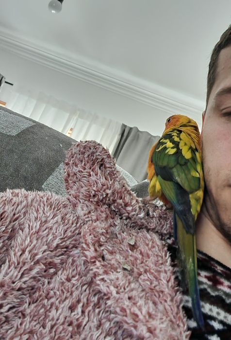 Aratinga do solstitialis