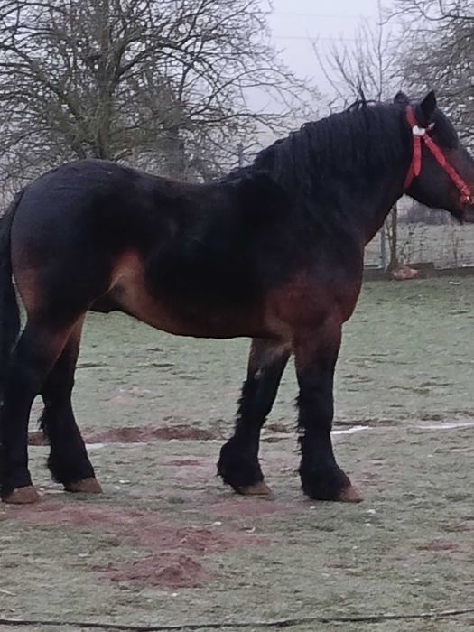 Stanówka ogierem sztumskim