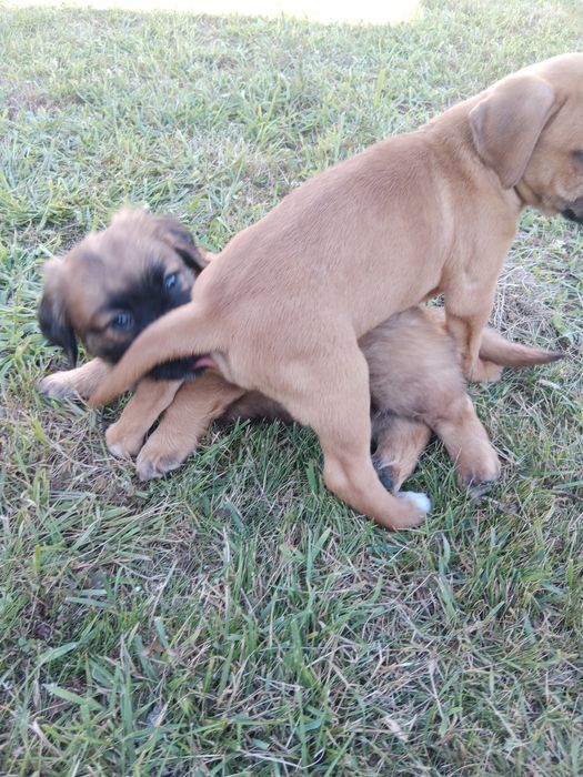 Oddam za darmo male pieski mają 2 miesiące