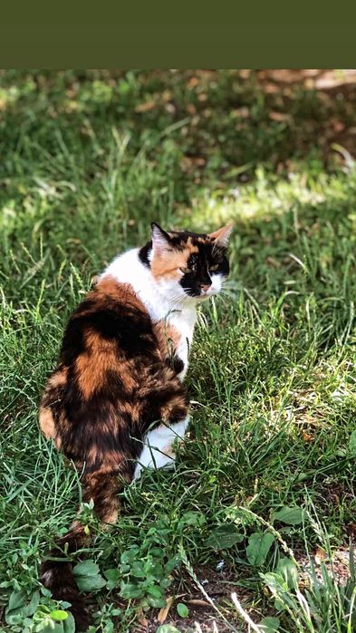 Отдам кошку трехцветку, стерилизована,  5 лет