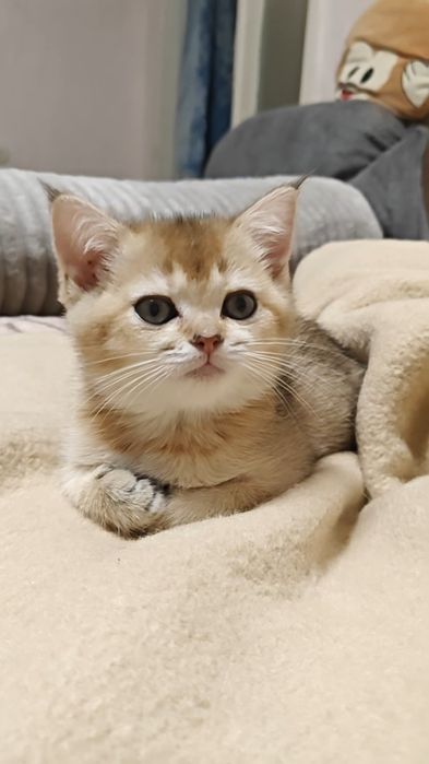 Золоті шиншили дівчинка і хлопчик