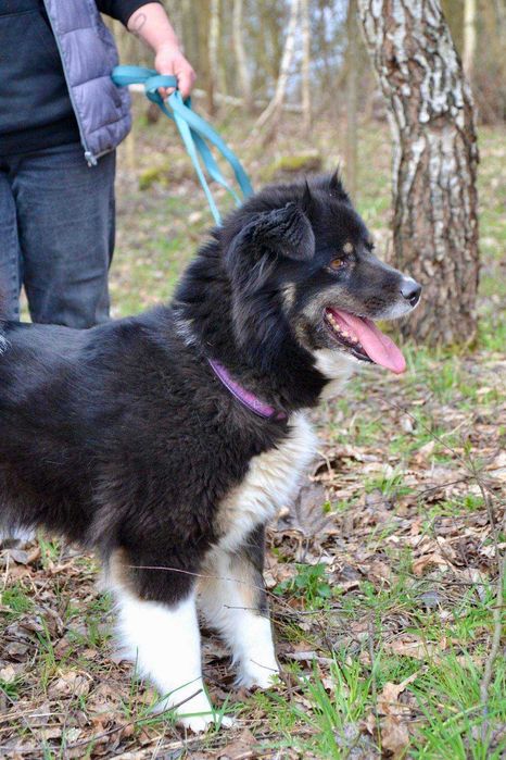 Suczka Jagódka, pies ze schroniska- adopcja, oddam psa