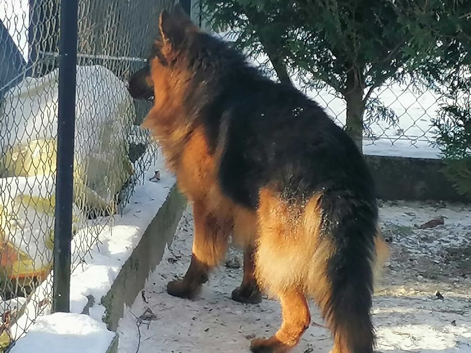 owczarek niemiecki dlugowlosy sprzedam krycie