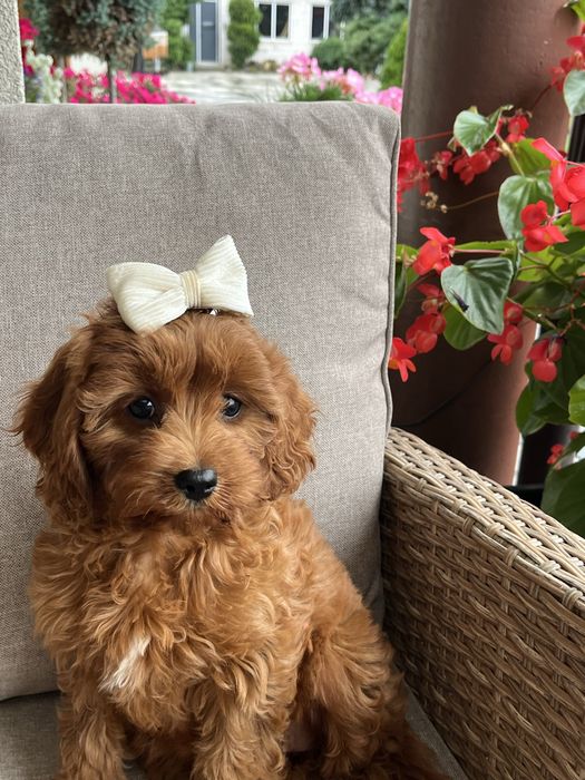 Cudowna suczka cavapoo gotowa do odbioru