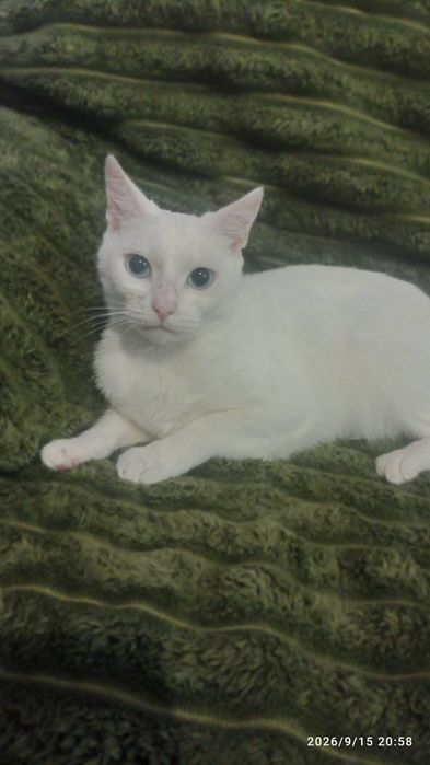 кошка као мани, као мані вязка