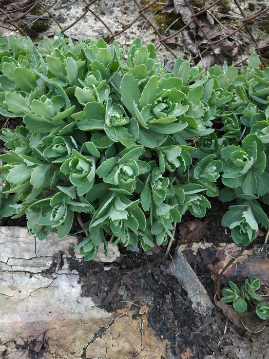 Квіти Седум (Очиток) кущ Бересклет