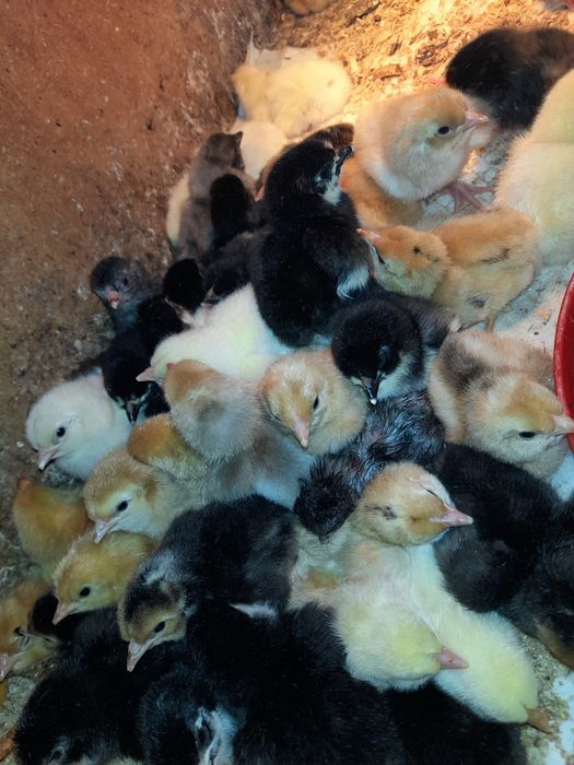 Pisklaki mix jednodniowe