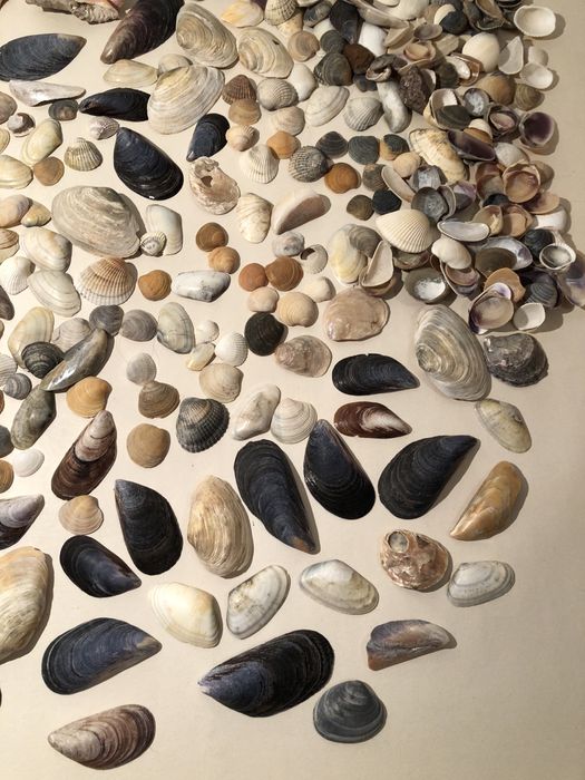 Ракушки, рапаны для аквариума