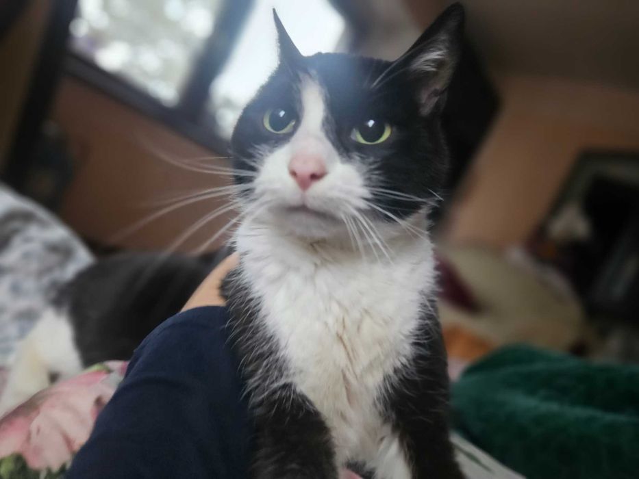 Wystawia łapki i obejmuje całym sobą,Dieguś zna dużego psa ,trzyletni