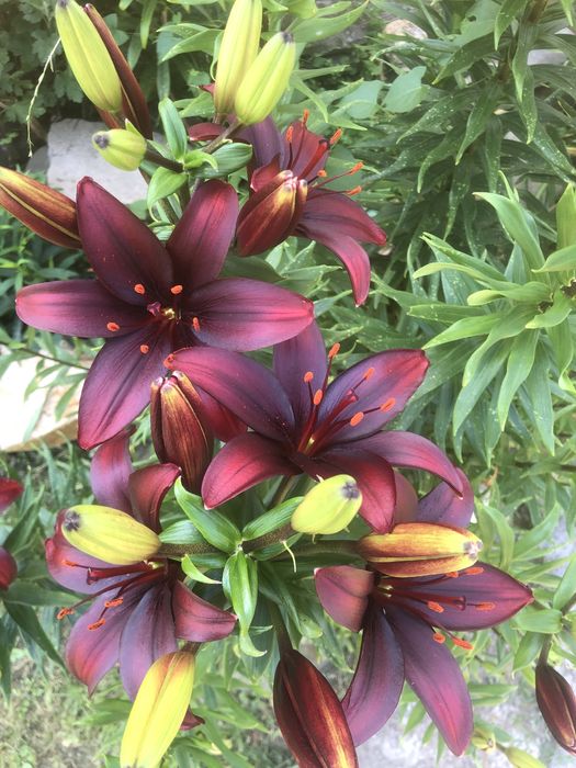 Продам ліліі квіти