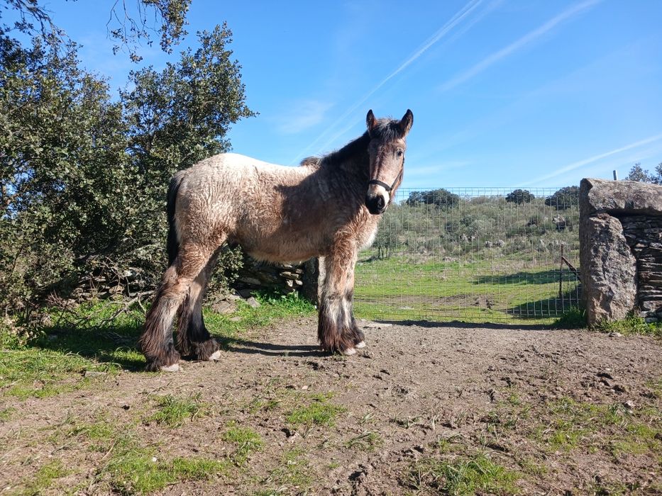 Poldro tiro belga faz 2 anos para Agosto ja com mais de 1,60cm