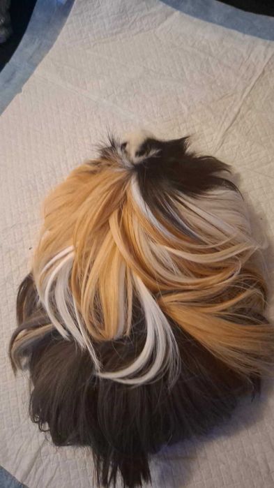 Świnka morska długowłosa