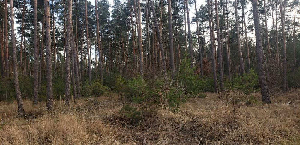 Продажа,обмен 2га с.Марьяновка осг фасад, асфальт