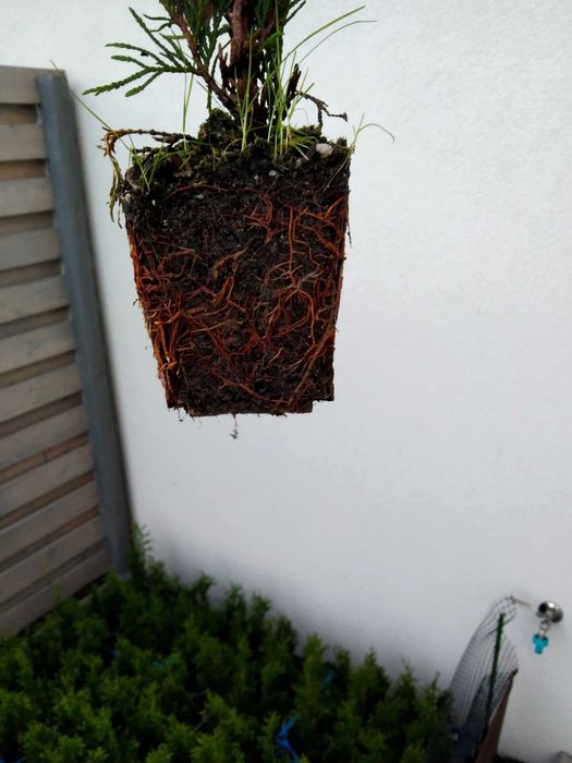 Tuja Szmaragd 25-30cm i 60-75cm