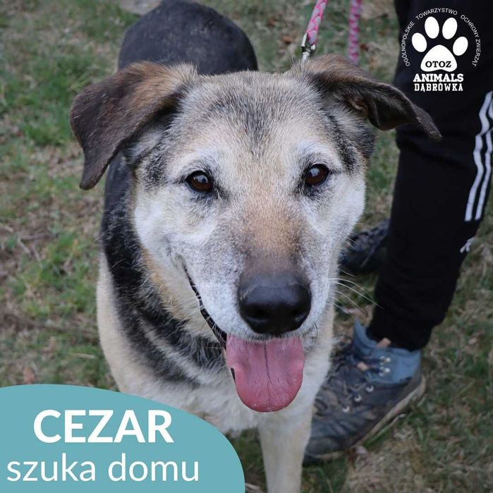 Cezar szuka domu!