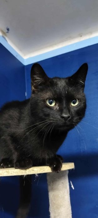 Kot Patryk szuka domu