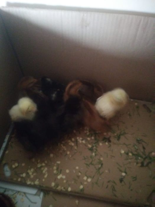 Sprzedam jaka legowe