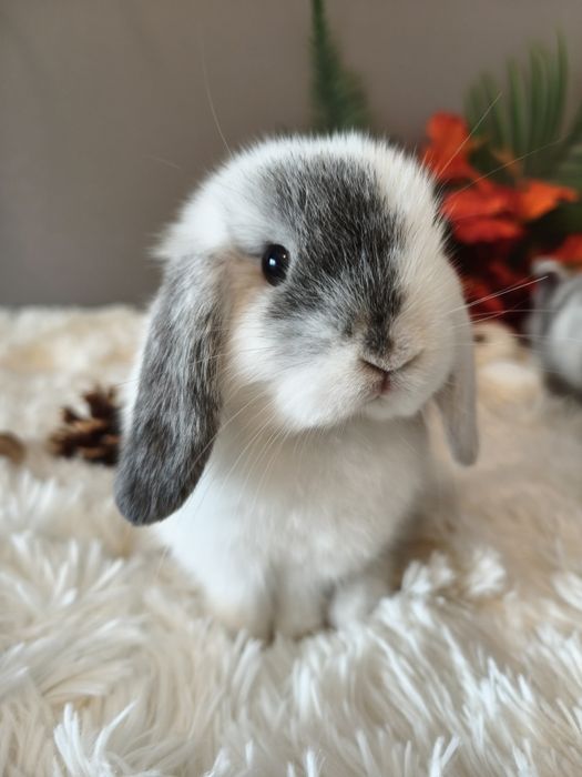 Mini lop króliki