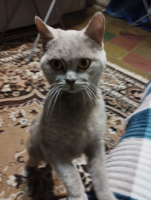 Безкоштовно! Кішечка в добрі руки