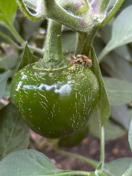 Nasiona papryki Jalapeno Dieghito