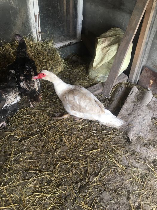 Мускусний качур на плем‘я