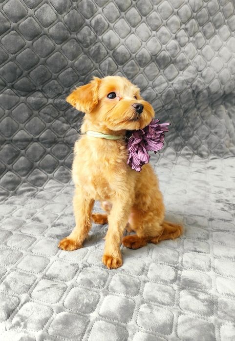 Мальтіпу хлопчик