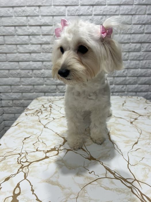 У продажі Красуня дівчинка Мальтіпу F1