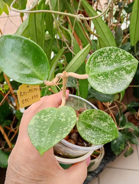 Rosnąca w keramzycie Hoya EPC-997 ( acuta stable pink spot splash, on cordate leaves )
