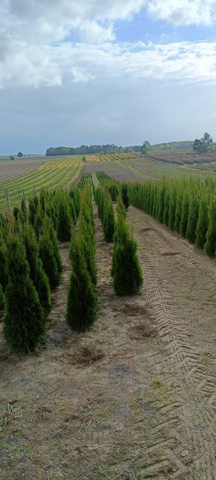 Sprzedam tuje. Konkurencyjne ceny