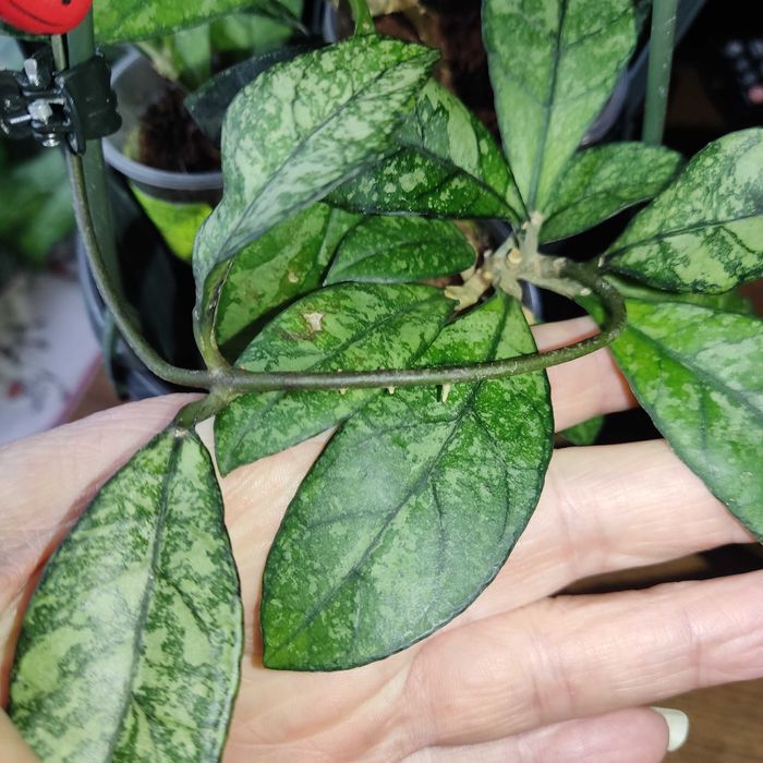 Хойя Classipetiolata from Vietnam , найкрасивіша,вкорінені і на зріз.