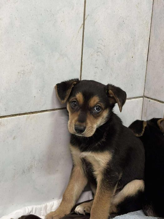 Tytus - 3-miesięczny szczeniak szuka prawdziwego domu