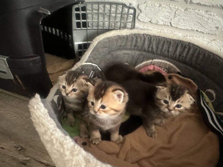 Чистокровные вислоухие, прямоухие шотландские котята!