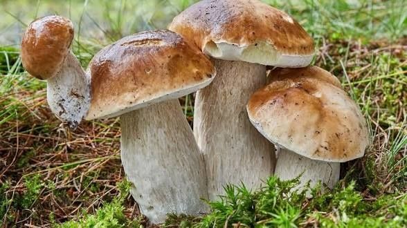 Sprzedam 35 kg Grzybów odbiór Starachowice