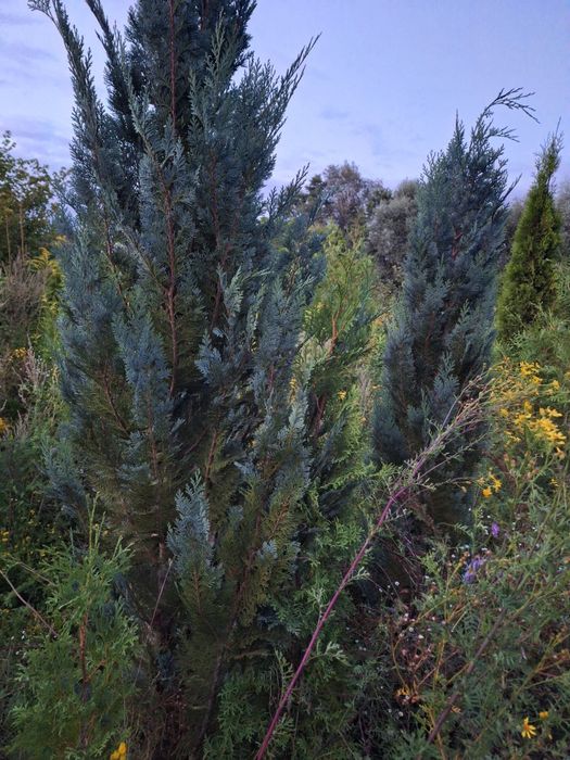 Thuja kolumnowa żywopłot