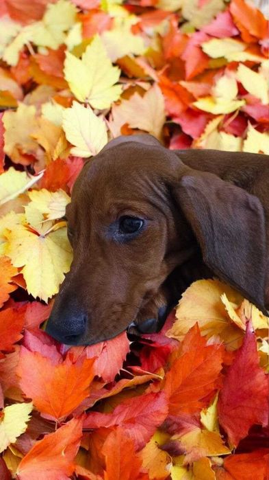 Стандартна такса