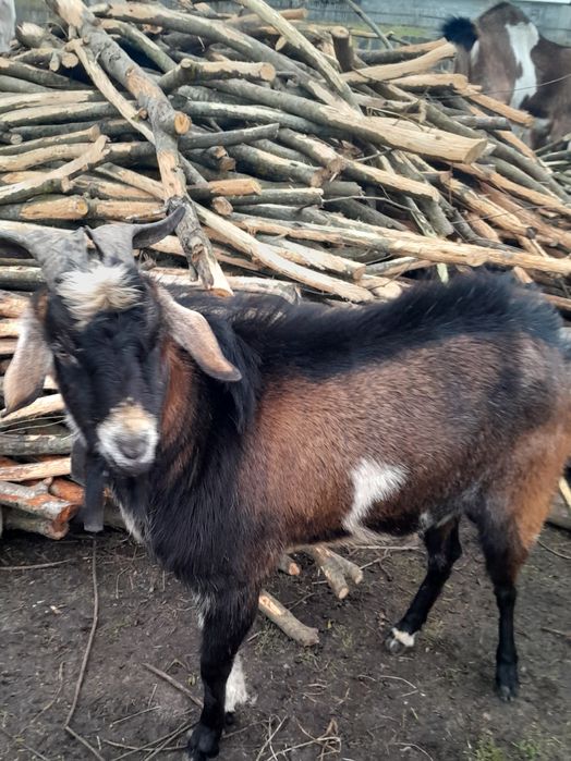 Козенята помісь з нубійцем