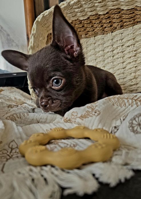 Chihuahua piesek krotkowlosy " czekoladowy " Nesquik Do odbioru