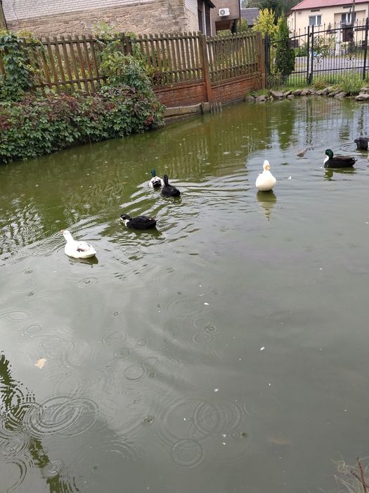 Kaczki call duck kanadyjki