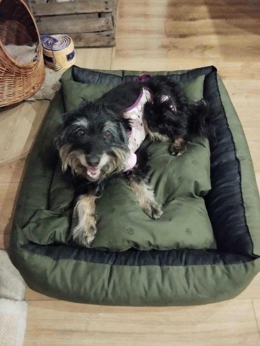 Figusia śliczna sunia do adopcji