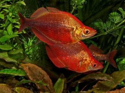 Tęczanka czerwona - Glossolepis incisus - dowóz, wysyłka