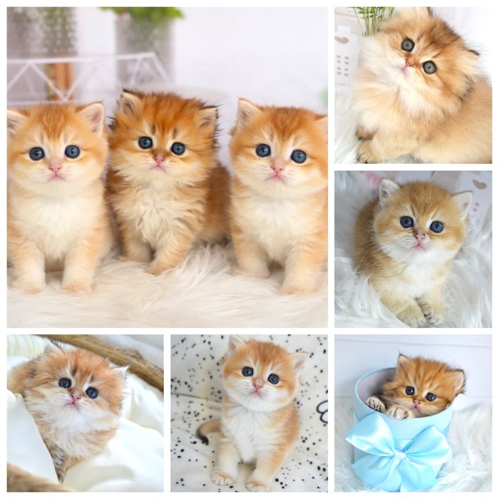 Британская золотая шиншила котята