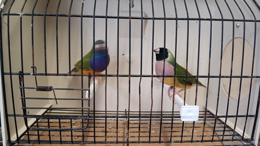 Diamantes de Gould