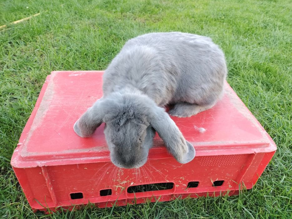 Króliki Baran Francuski Niebieski