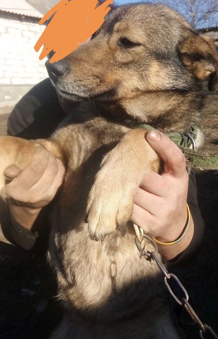 Отдам собаку лайка помесь с дворнягой