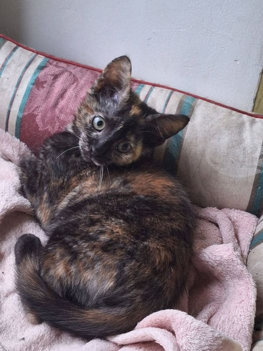 Просто Чарівна Котокрасунечка! 3 місяці! Вакцинована!