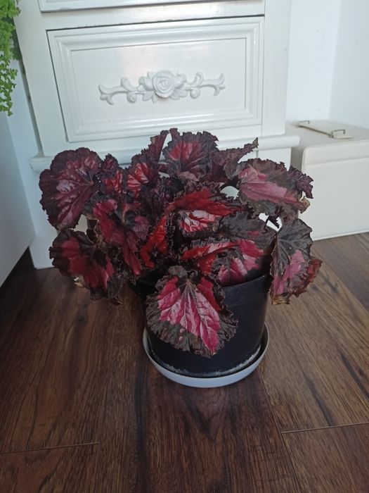 Sprzedam Begonia Rex